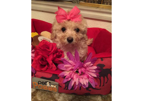 3 Adorable Female Maltipoos for sale