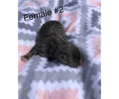 2 females 2 males American bully puppies - 3