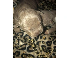 2 females 2 males American bully puppies - 4