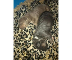 2 females 2 males American bully puppies - 5
