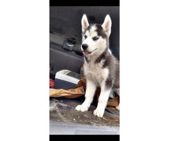 2 months old Siberian husky puppy - 2