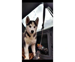 2 months old Siberian husky puppy - 3