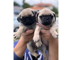 2 beautiful pure breed pug puppies left - 2