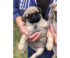2 beautiful pure breed pug puppies left - 3