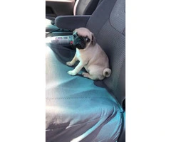 2 beautiful pure breed pug puppies left - 4