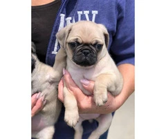 2 beautiful pure breed pug puppies left - 5