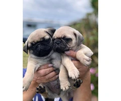 2 beautiful pure breed pug puppies left - 6