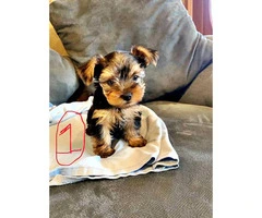 2 Yorkie puppies looking for a good home - 1