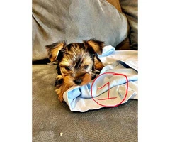 2 Yorkie puppies looking for a good home - 2
