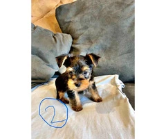 2 Yorkie puppies looking for a good home - 5