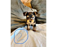 2 Yorkie puppies looking for a good home - 6