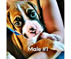 3 male boxer puppies for sale - 1