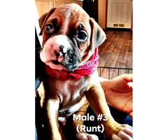 3 male boxer puppies for sale - 2