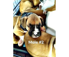 3 male boxer puppies for sale - 3