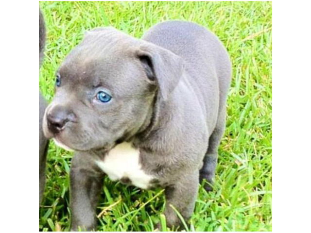 blue pitbull puppy