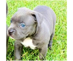 Royal Blue Pitbull Puppies - 1