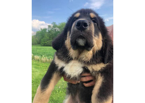 Tibetan mastiff puppies 4 boys