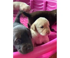Lab Puppies 1 female and 4 males - 3