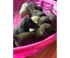 Lab Puppies 1 female and 4 males - 5