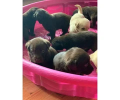 Lab Puppies 1 female and 4 males - 6