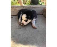 6 loveable husky puppies for sale
