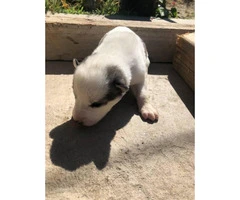 6 loveable husky puppies for sale - 2