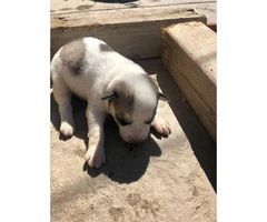 6 loveable husky puppies for sale - 3