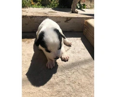 6 loveable husky puppies for sale - 4