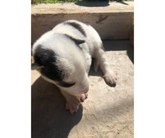 6 loveable husky puppies for sale - 5