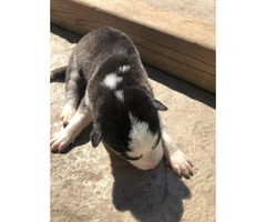 6 loveable husky puppies for sale - 6