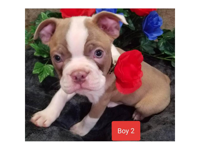 5 (five) beautiful AKC Boston Terrier puppies in Athens