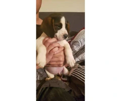 3 adorable beagle puppies for sale - 2