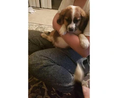 3 adorable beagle puppies for sale - 3