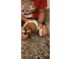 3 adorable beagle puppies for sale - 4