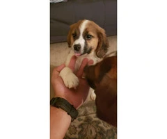 3 adorable beagle puppies for sale - 5