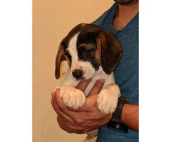 3 adorable beagle puppies for sale - 6
