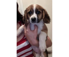 3 adorable beagle puppies for sale - 7