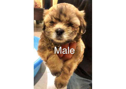 Malshi puppies 6 males & 1 females