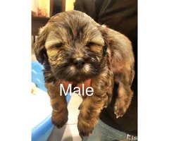 Malshi puppies 6 males & 1 females - 3