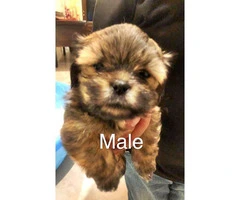 Malshi puppies 6 males & 1 females - 5