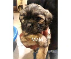 Malshi puppies 6 males & 1 females - 6