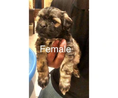 Malshi puppies 6 males & 1 females - 7
