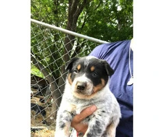 5 Blue Heeler puppies for sale - 2