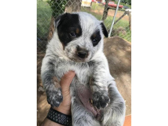 5 Blue Heeler puppies for sale Spokane - Puppies for Sale Near Me