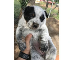 5 Blue Heeler puppies for sale - 3