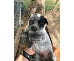 5 Blue Heeler puppies for sale - 4
