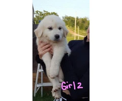 Full-blooded Great Pyrenees 4 males, 3 females available