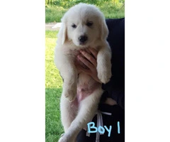 Full-blooded Great Pyrenees 4 males, 3 females available - 2