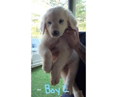 Full-blooded Great Pyrenees 4 males, 3 females available - 3