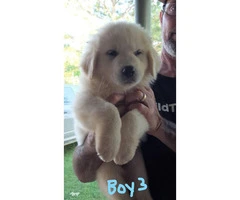 Full-blooded Great Pyrenees 4 males, 3 females available - 4